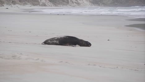 Seelöwe,-Der-Entlang-Des-Abgelegenen-Strandes-In-Neuseeland-Spaziert