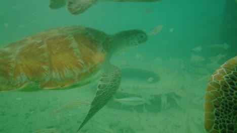 Tortugas-Marinas-Verdes-Nadando-En-Playa-Pescado,-Curacao