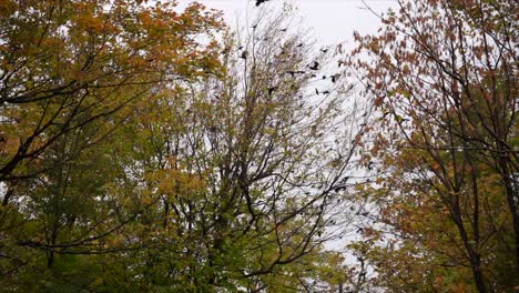 Group-of-raven-flying-away-from-autumn-maple-leaf-in-slow-motion