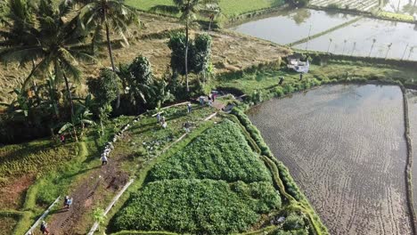 AERIAL-4K-Rice-Farmers-in-Indonesia-Walking-Into-Fields