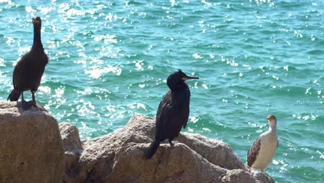 Group-of-three-cormorants-on-the-rocks-beside-the-sea