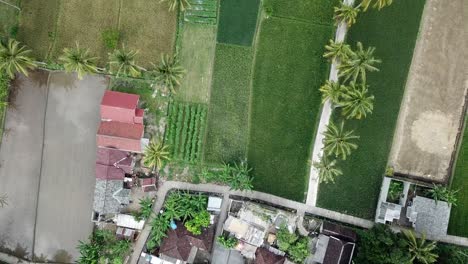 AERIAL-4K-Rising-Above-Village-Rice-Paddy-Plantations-in-Indonesia
