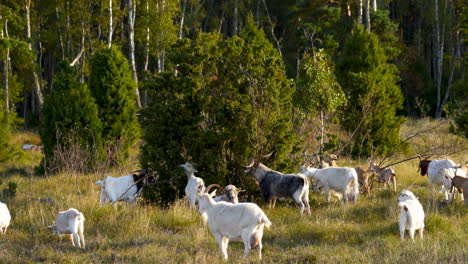 Rebaño-De-Cabras-Caminando-En-Un-Prado-Y-Pastando-Hojas-De-Arbusto-En-Un-Hermoso-Día-Soleado