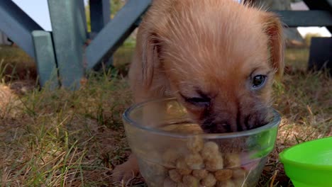 Close-up-of-adorable-cute-puppy-eating-food-by-a-park-bench-on-a-fall-day
