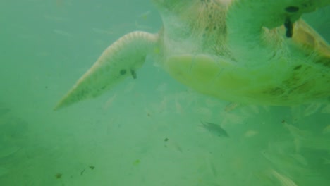 Meeresschildkröten,-Die-Entlang-Der-Fische-Auf-Einem-Riff-In-Curaçao-Schwimmen