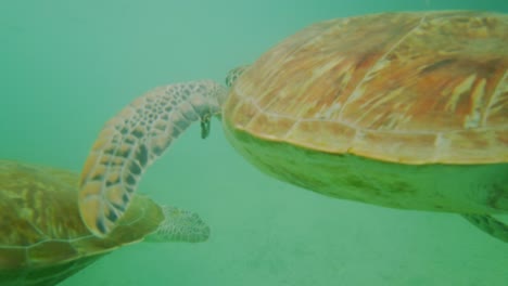 Green-sea-turtle-gliding-in-the-water-at-this-amazing-beach-while-snorkeling