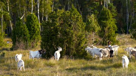 Bunch-of-Goats-Walking-Around-Bushes-and-Grazing-Them-on-a-Sunny-Day