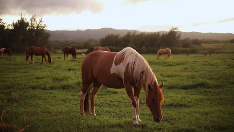 Still-shot-of-a-beautiful-Pinto-Horse-grazing-and-feeding-on-the-lush-green-grass-on-a-ranch-in-Hawaii