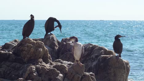 Group-of-cormorants-on-the-rock-beside-the-sea