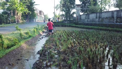 Barefoot-Man-Operating-Rice-Tractor-in-Village-Rice-Paddy,-Indonesia