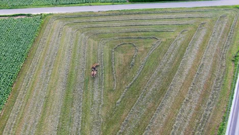 High-aerial-top-down-drone-shot-of-Amish-farmer-raking-alfalfa-hay-field-in-Lancaster-County,-PA