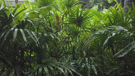 Landschaftlicher-Natürlicher-Tropischer-Dschungelblick-Auf-Den-Tropischen-Wald,-Wenn-Es-An-Regnerischen-Tagen-Regnet