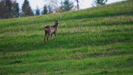 Static-shot-of-a-deer-standing-on-a-green-field,-in-Spydeberg,-South-Norway---Cervus-elaphus-atlanticus