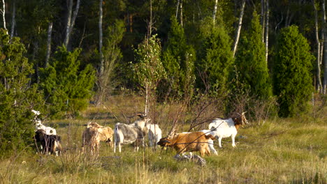 Goat-Scratching-Horns-on-a-Tree-Branch-While-Other-Goats-Grazing-And-Walking-Around
