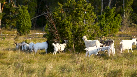 Mittlere-Aufnahme-Von-Weißen-Ziegen,-Die-An-Einem-Sonnigen-Tag-Busch-Gehen-Und-Grasen