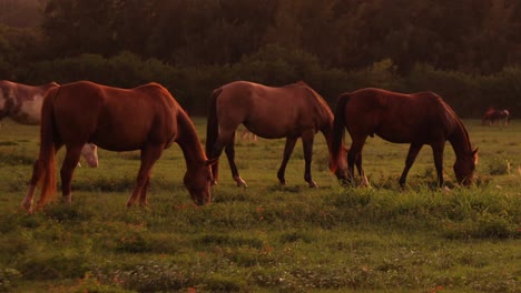 Still-shot-of-a-group-of-large-horses-grazing-and-feeding-on-the-lush-green-grass-on-a-ranch-in-Hawaii