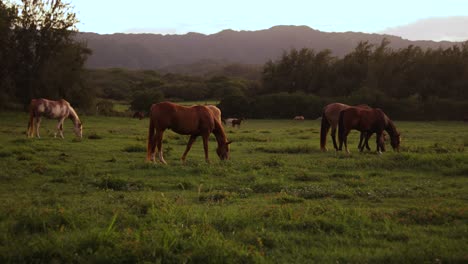 Still-shot-of-a-group-of-large-horses-grazing-and-feeding-on-the-lush-green-grass-on-a-ranch-in-Hawaii