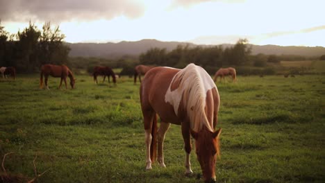 Still-slow-motion-shot-of-a-beautiful-Pinto-Horse-grazing-and-feeding-on-the-lush-green-grass-on-a-ranch-in-Hawaii