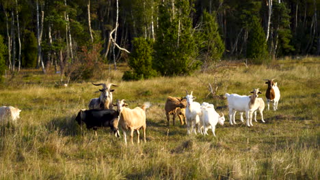 Pack-of-Goats-Standing-Still-and-Grazing-Grass-on-a-Meadow-While-looking-in-a-Camera