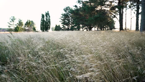 Dry-Long-Grass-Waves-in-the-Wind-on-a-Bright-Sunny-Day