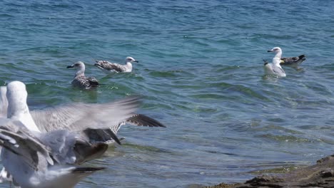 Seagulls-swimming-in-the-calm-sea-in-a-hot-summer-day