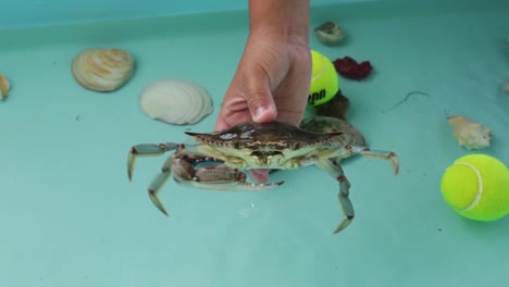 A-small-crab-being-held-by-a-child