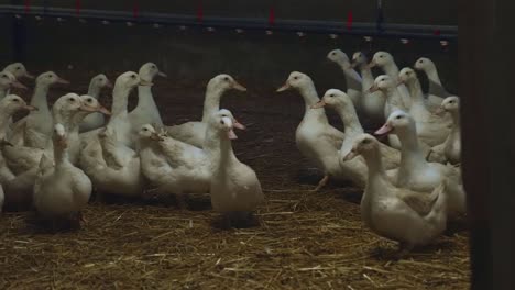 Zoom-in-to-white-breeder-layer-ducks-in-indoor-farm