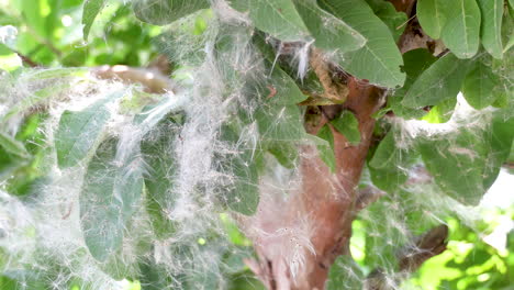 Tree-branch-and-leaf-covered-in-spider-web