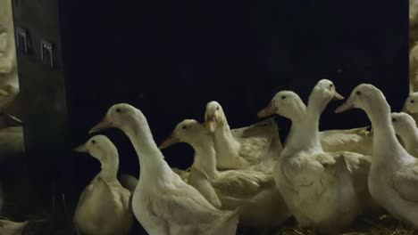 Zoom-out-to-show-breeder-layer-ducks-by-food-troughs-in-indoor-farm