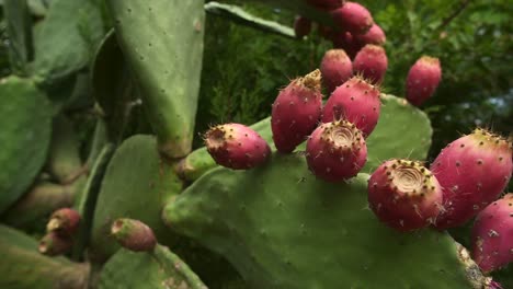 Cactus-Opuntia-De-Pera-Espinosa-Verde-Con-Fruta-Morada,-Bandeja-Inclinada-De-Cierre