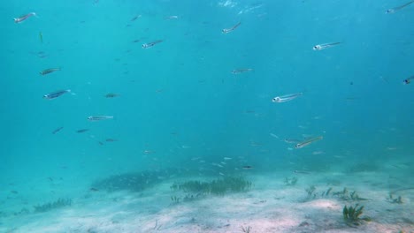 Underwater-view-of-small-fish-school-in-mediterranean-sea-at-Mallorca-shore-in-Spain-at-Alcudia