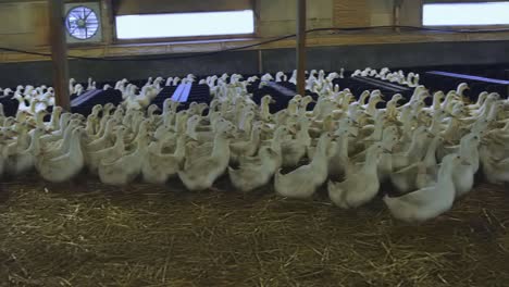 Panning-over-walking-group-of-breeder-layer-ducks-in-indoor-farm-on-straw-covered-floor