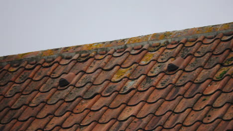 Close-up-of-bat-access-tiles-on-cottage-tiled-roof
