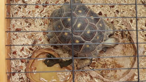 A-tortoise-in-a-cage