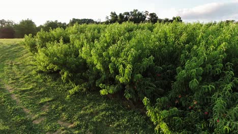 Eine-Sanfte,-Tief-Fliegende-Antenne-Zeigt-Pfirsichbäume,-Die-Mit-Früchten-In-Pennsylvania-Orchard-Beladen-Sind