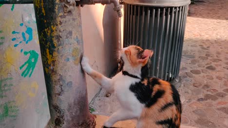 Cat-drinking-water-from-dripping-tap,-outdoor-stone-street-setting,-medium-shot
