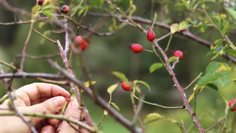 Hands-picking-wild-rose-hip-in-nature