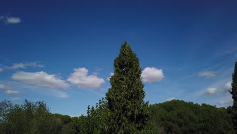 Lapso-De-Movimiento-Moviéndose-A-La-Derecha-De-Un-Cielo-Nublado-Claro-Sobre-árboles-En-Un-Día-Ventoso
