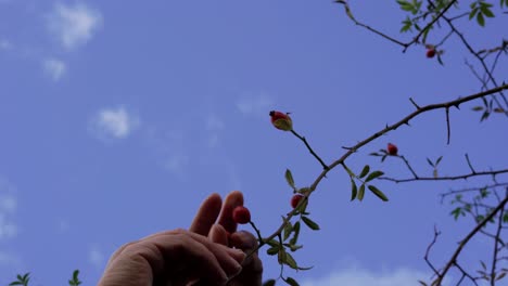 Woman-hands-trying-to-pick-wild-rose-hip-from-below-the-bush