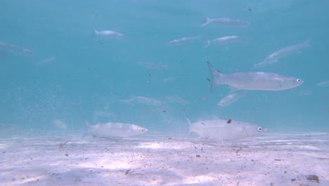 Underwater-view-of-small-fish-school-in-mediterranean-sea-at-Mallorca-shore-in-Spain-at-Alcudia-with-sun-in-the-background