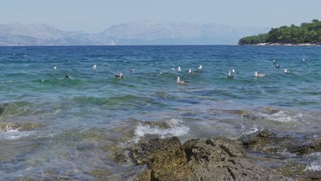 Seagulls-swimming-in-the-blue-waters-of-the-calm-sea-rocking-on-the-small-waves