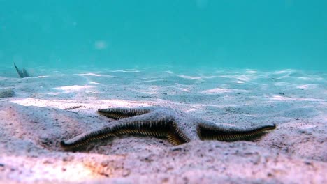 Starfish-is-moving-on-the-bottom-of-the-sea