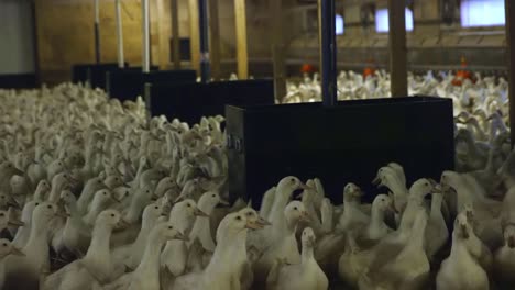 Many-white-breeder-layer-ducks-in-indoor-farm-with-big-food-bins
