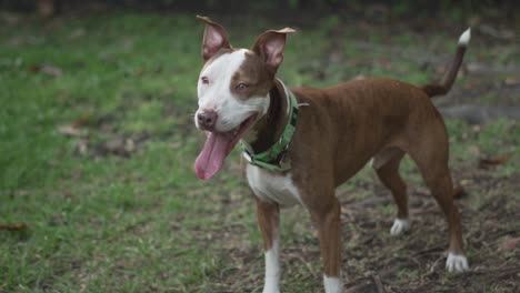 Brown-and-White-Pitbull-Terrier-Mix-Stands-With-Ears-Raised-While-Panting-After-Playing