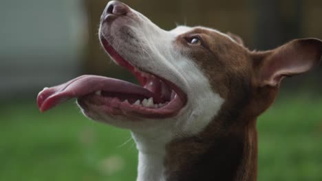 Pitbull-Terrier-Marrón-Y-Blanco-Jadeando-En-Cámara-Lenta