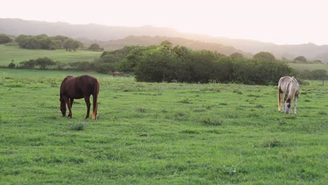 Still-shot-of-two-large-horses-grazing-and-feeding-on-the-lush-green-grass-on-a-ranch-in-Hawaii