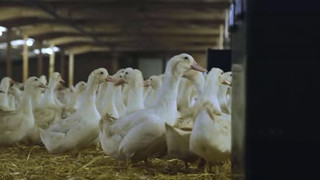 Low-angle-of-white-breeder-layer-ducks-by-large-feed-bin-in-indoor-farm