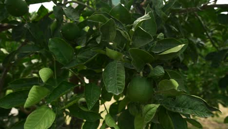 Fresh-lime-hanging-in-lime-tree,-close-up-slow-pullback