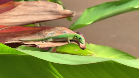 Close-up-video-of-a-bright-green-gecko-sitting-on-a-tropical-leaf-in-Hawaii
