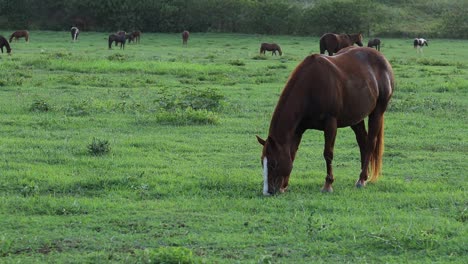 Noch-Aufnahme-Eines-Großen-Braunen-Pferdes,-Das-Auf-Dem-üppigen-Grünen-Gras-Auf-Einer-Ranch-In-Hawaii-Weidet-Und-Sich-Ernährt